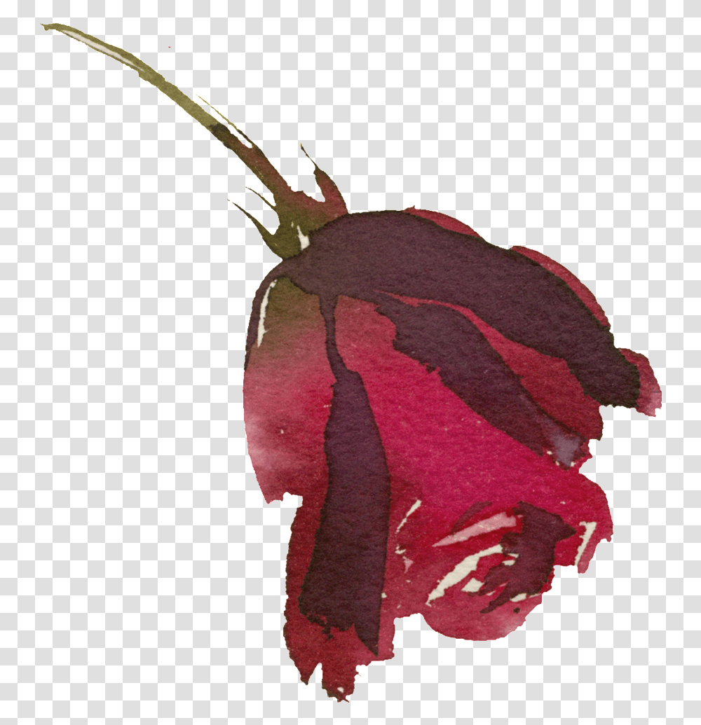 Hand Painted Bright Red Rose, Plant, Flower, Animal, Petal Transparent Png