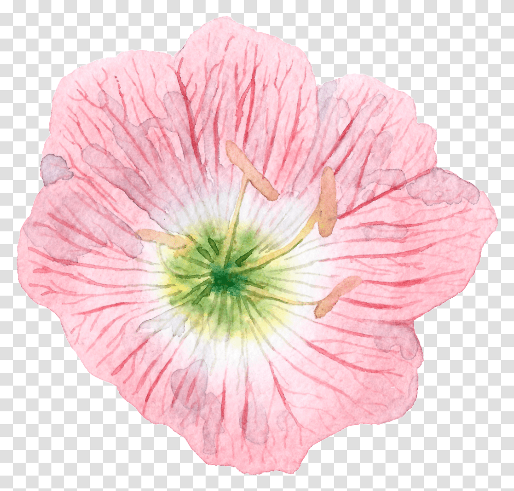 Hand Painted Cartoon Hibiscus, Plant, Flower, Blossom, Petal Transparent Png