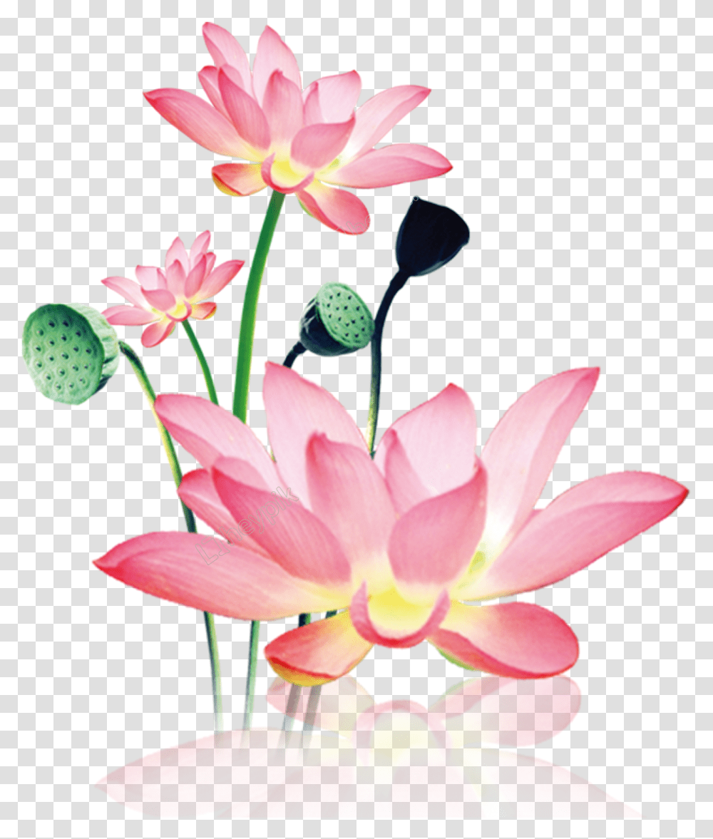 Hand Painted Decorative Free Download Lotus, Lily, Flower, Plant, Blossom Transparent Png