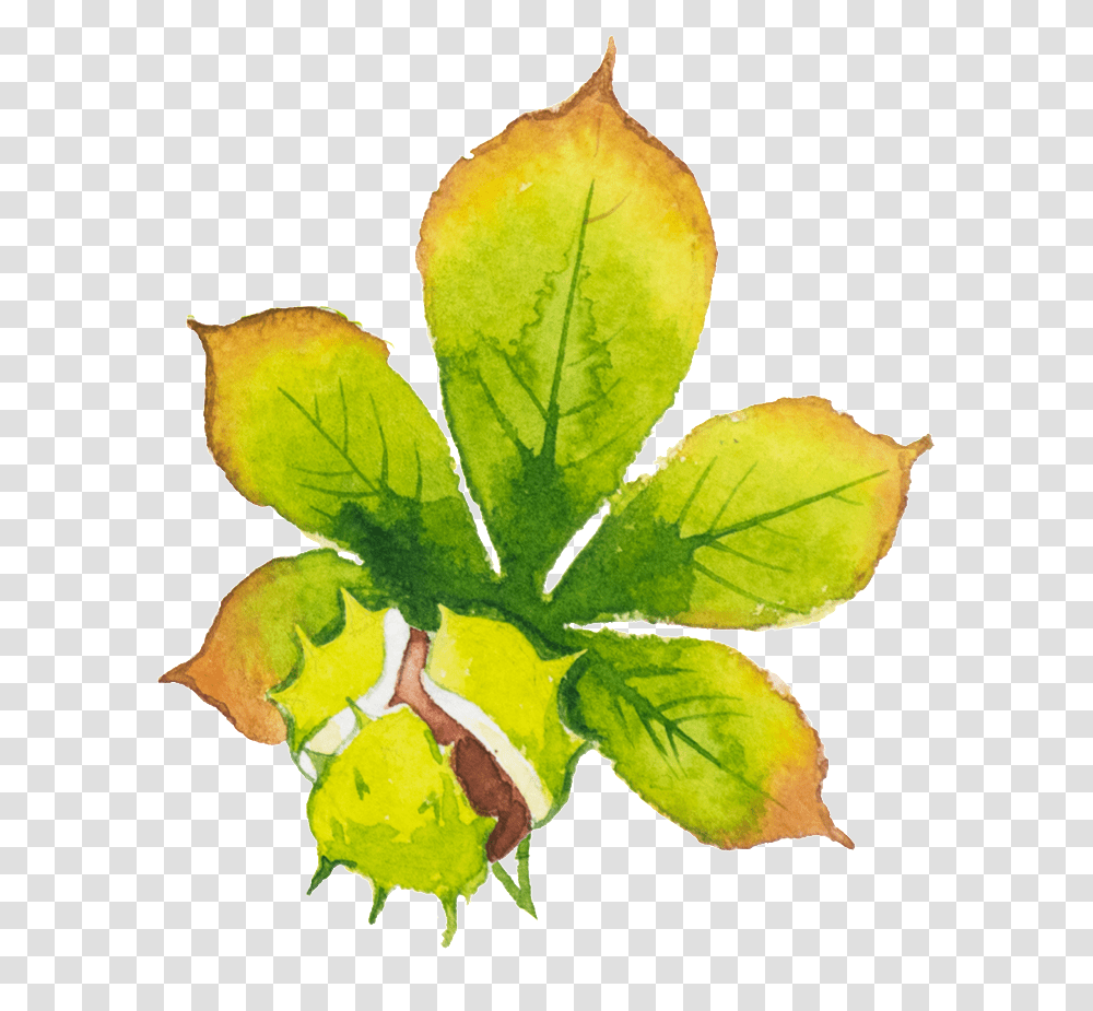 Hand Painted Green Leaf Hd Beautiful Watercolor Paint, Plant, Veins, Flower, Blossom Transparent Png