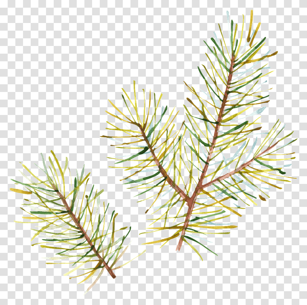 Hand Painted Half Withered Leaves Aquarelle Christmas, Tree, Plant, Fir, Abies Transparent Png