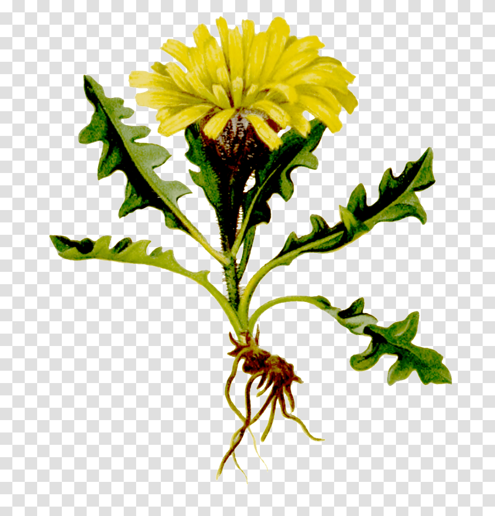 Hand Painted One With Root Yellow Wild Chrysanthemum, Plant, Flower, Dandelion, Potted Plant Transparent Png