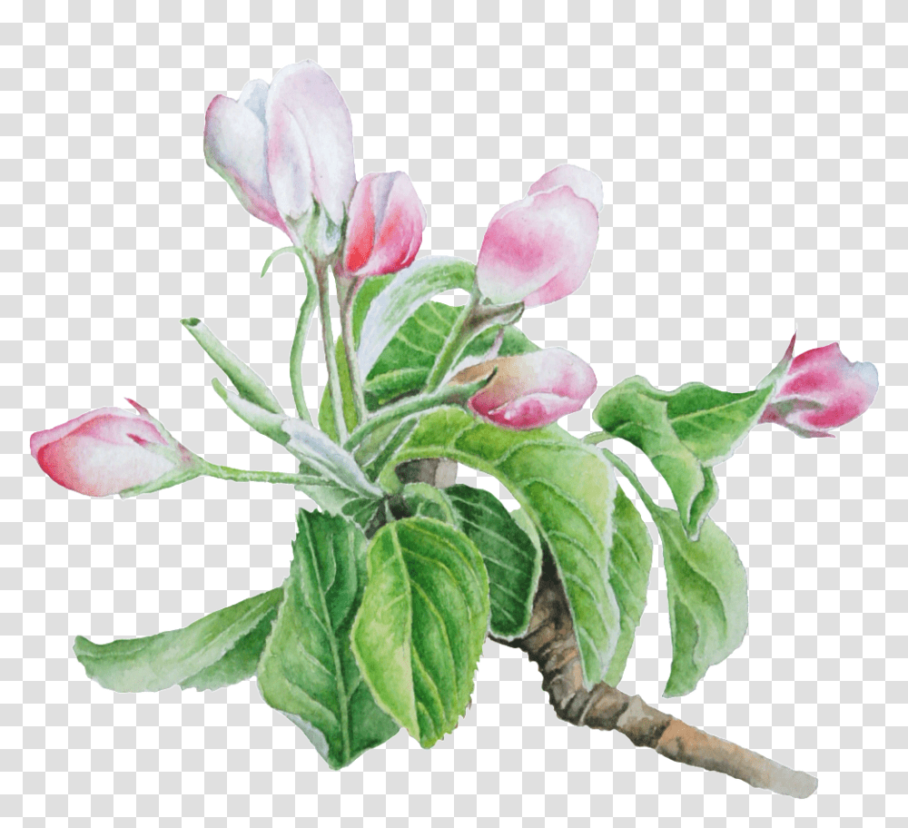 Hand Painted Pale Pink Flower Tulip, Plant, Acanthaceae, Vase, Jar Transparent Png