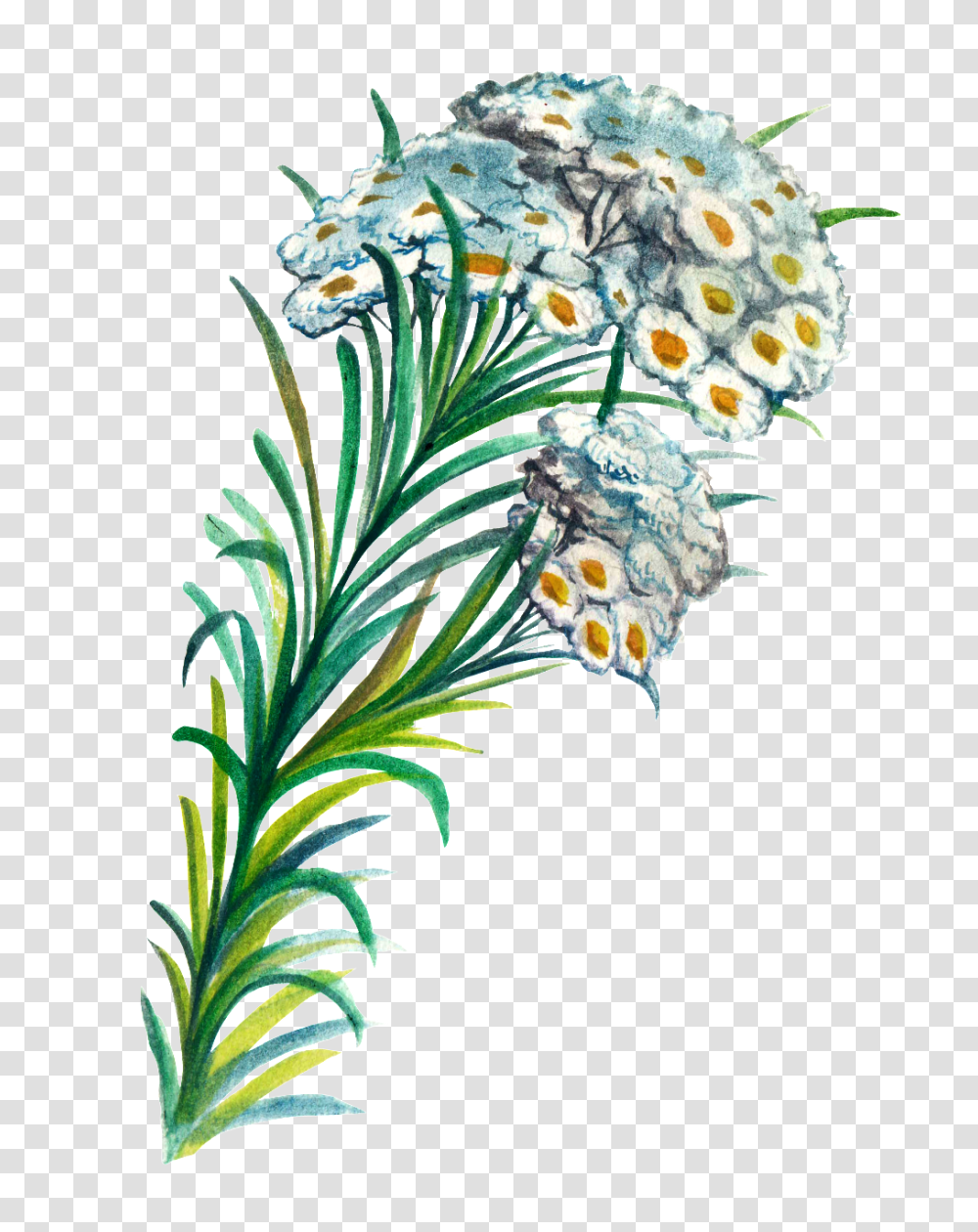 Hand Painted Plant Cartoon Watercolor Free, Floral Design, Pattern, Poster Transparent Png