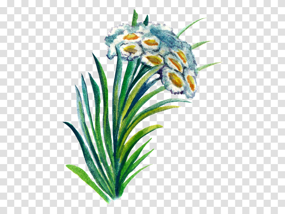 Hand Painted Plant Cartoon Watercolor Material Edelweiss, Flower, Iris, Petal, Pollen Transparent Png