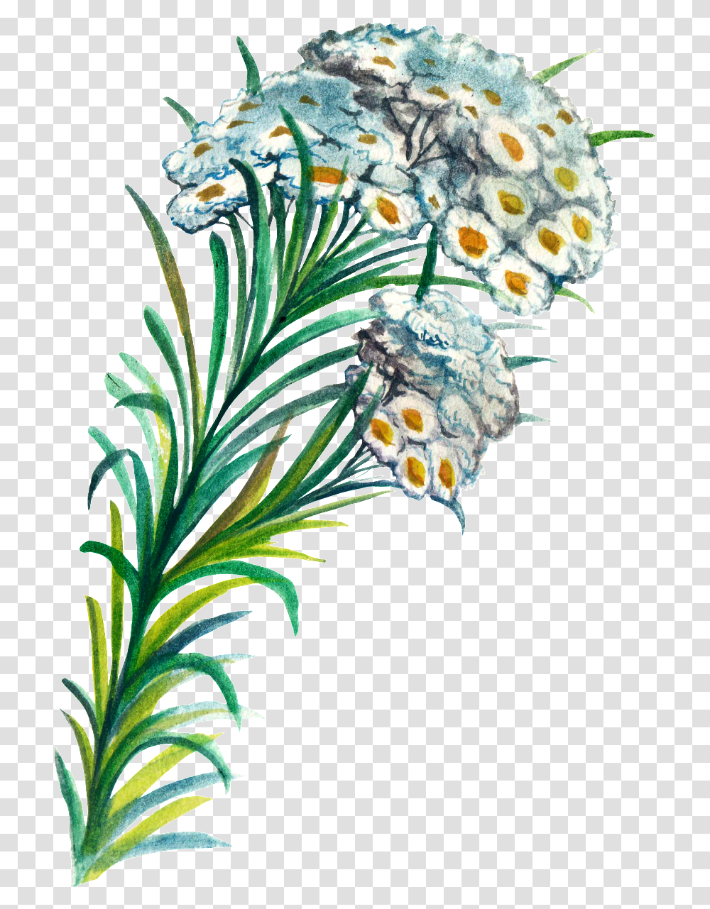 Hand Painted Plant Cartoon Watercolor, Tree, Conifer, Flower, Pollen Transparent Png