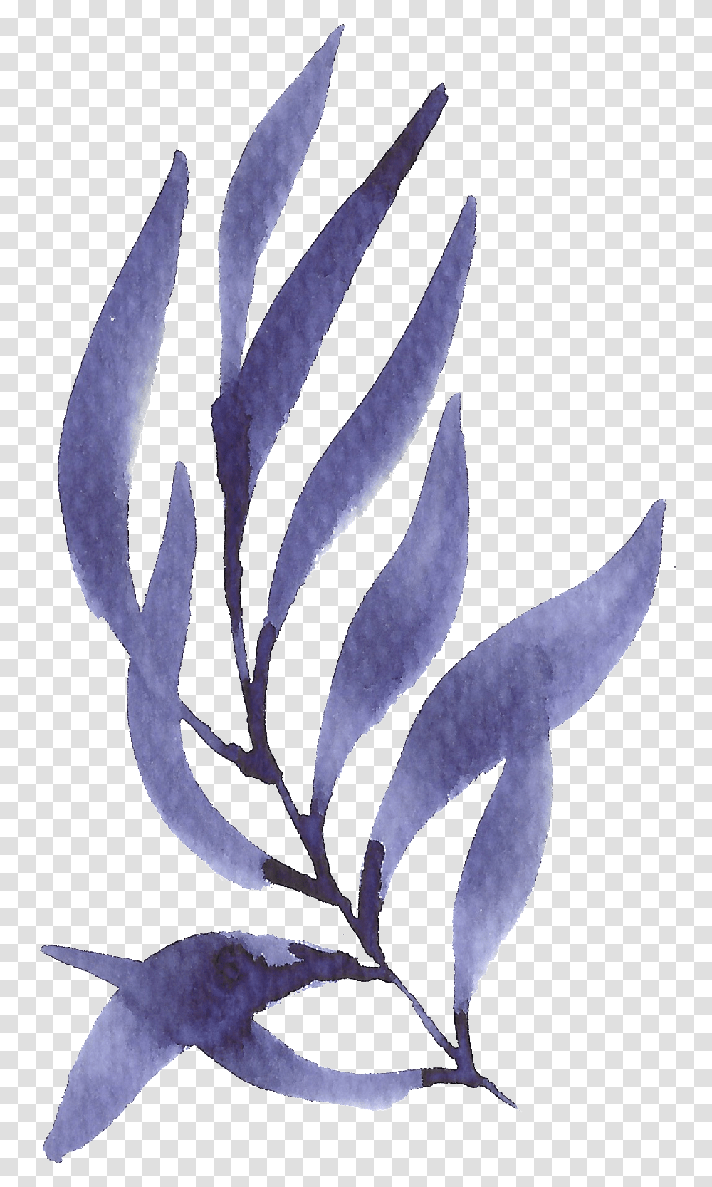 Hand Painted Purple Seaweed Watercolor Seaweed Background, Floral Design, Pattern, Graphics, Art Transparent Png