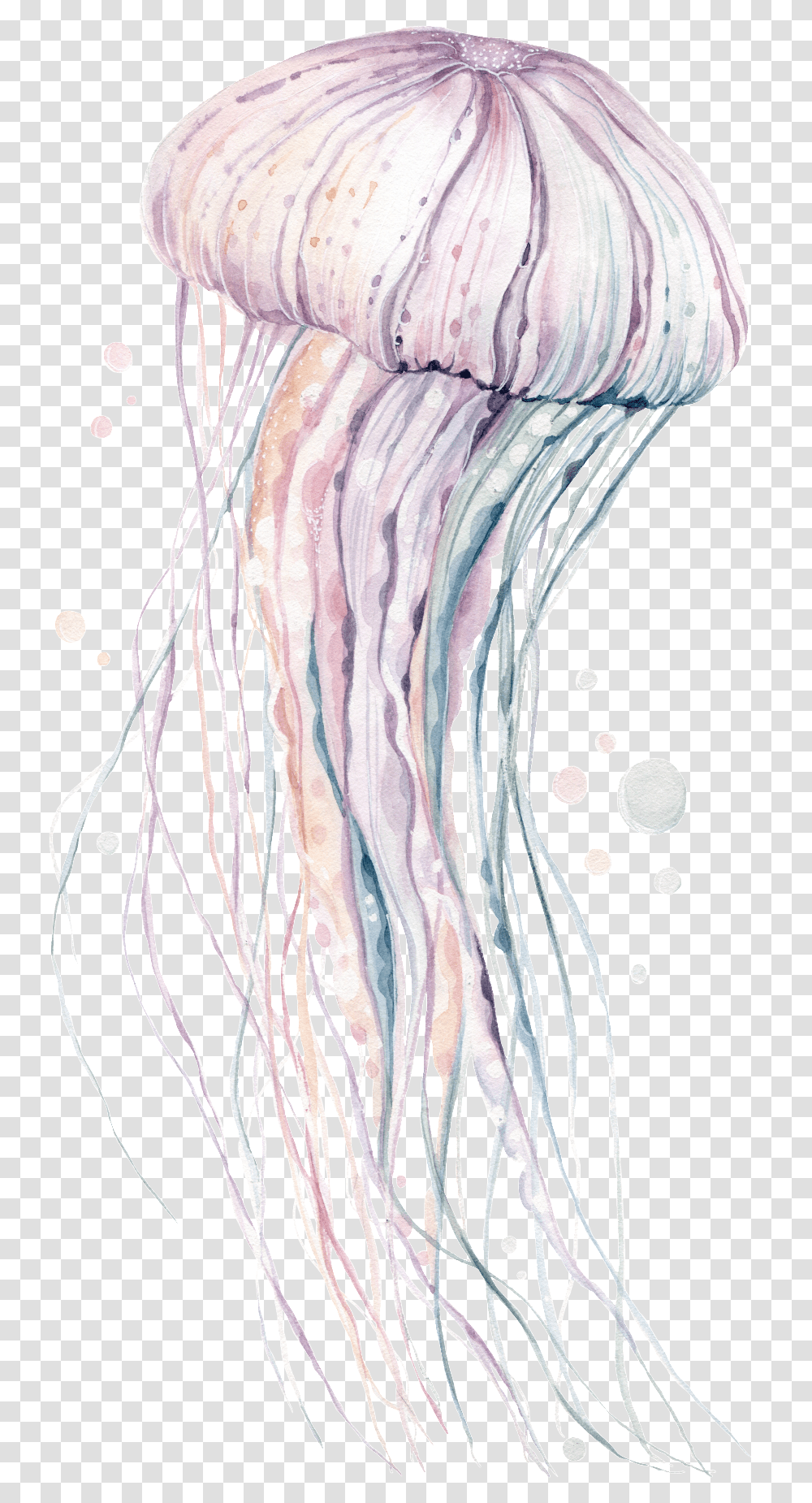 Hand Painted Rare Pink Jellyfish Illustration, Invertebrate, Sea Life, Animal, Zebra Transparent Png