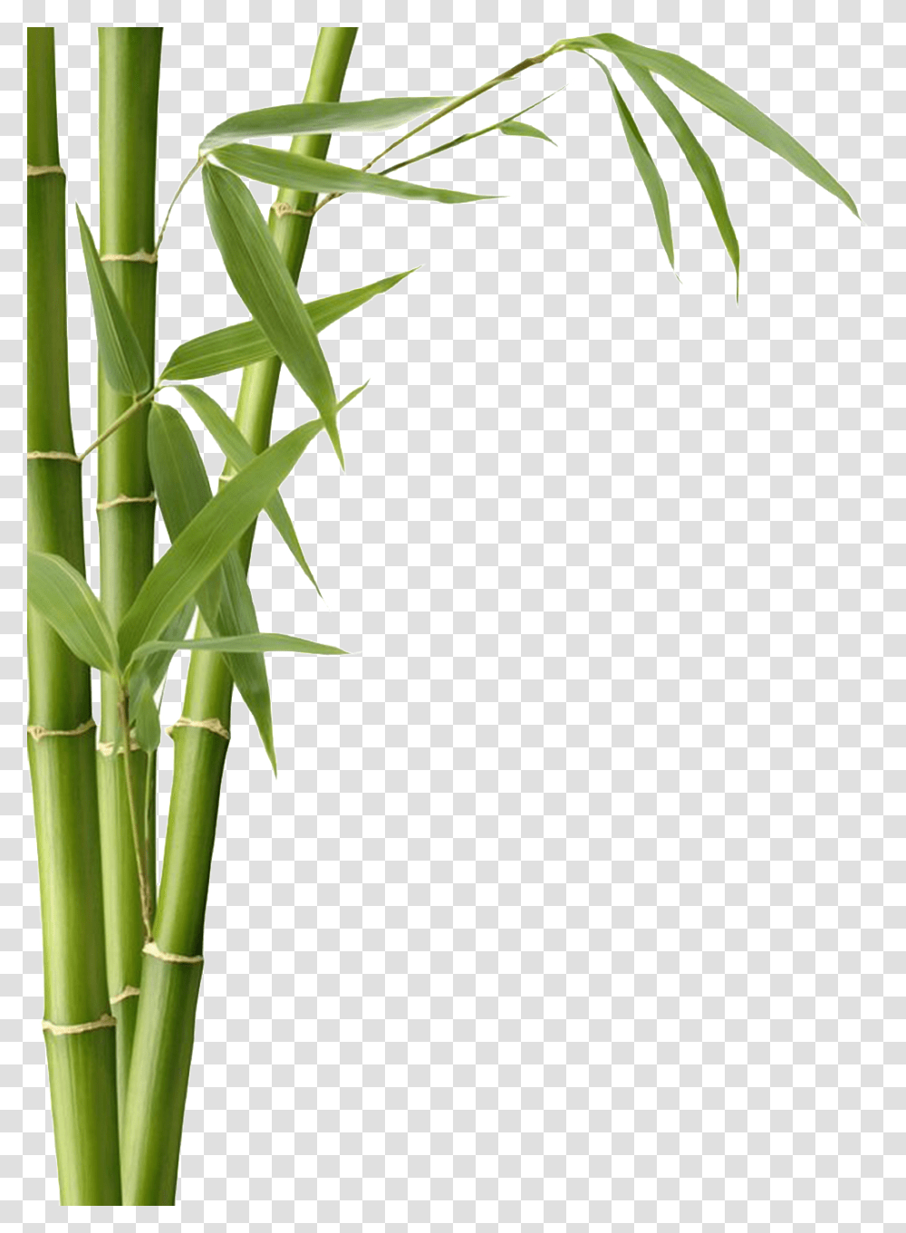 Hand Painted Realistic Bamboo Free Download, Plant Transparent Png