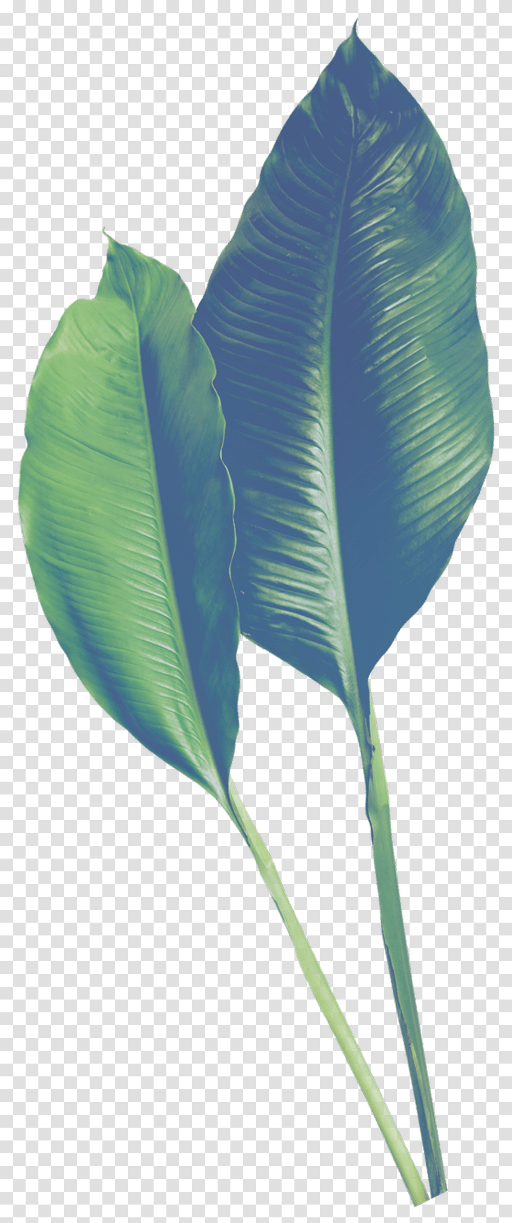 Hand Painted Realistic Banana Leaf Portable Network Graphics, Plant, Bird, Animal, Flower Transparent Png