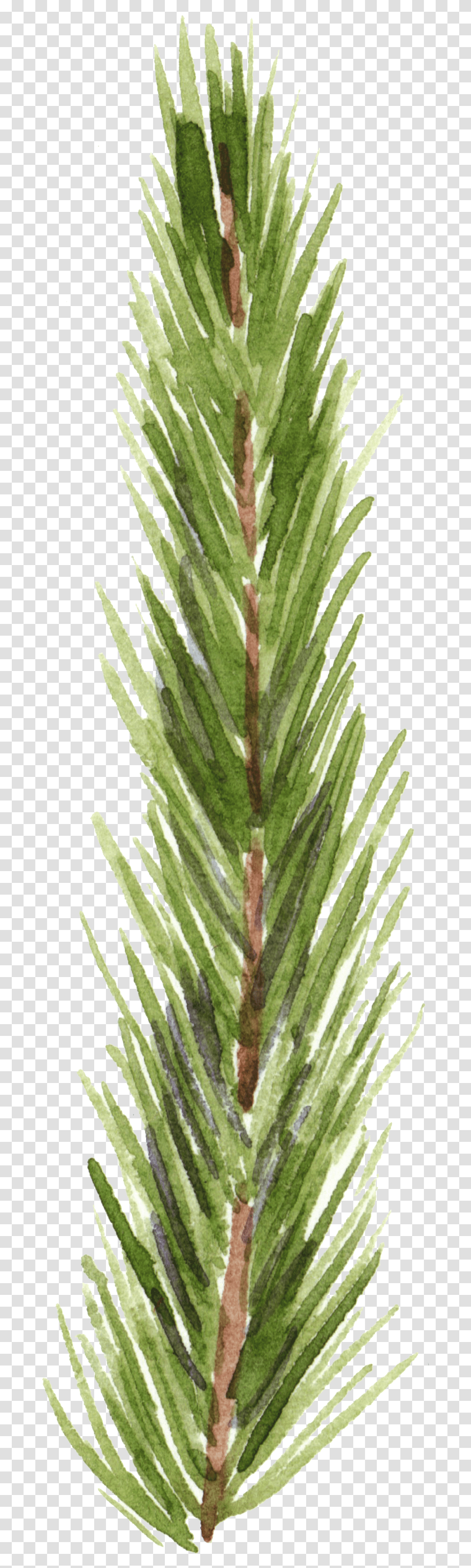 Hand Painted Realistic Pine Branches Decorative Redwood, Plant, Tree, Fir, Abies Transparent Png