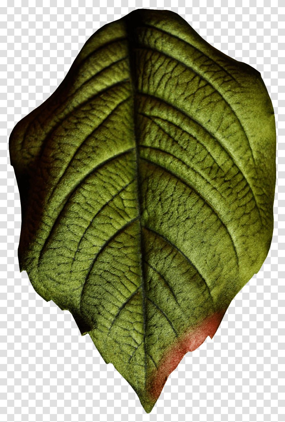 Hand Painted Realistic Texture Leaf Realistic Leaf, Veins, Plant, Scarf Transparent Png