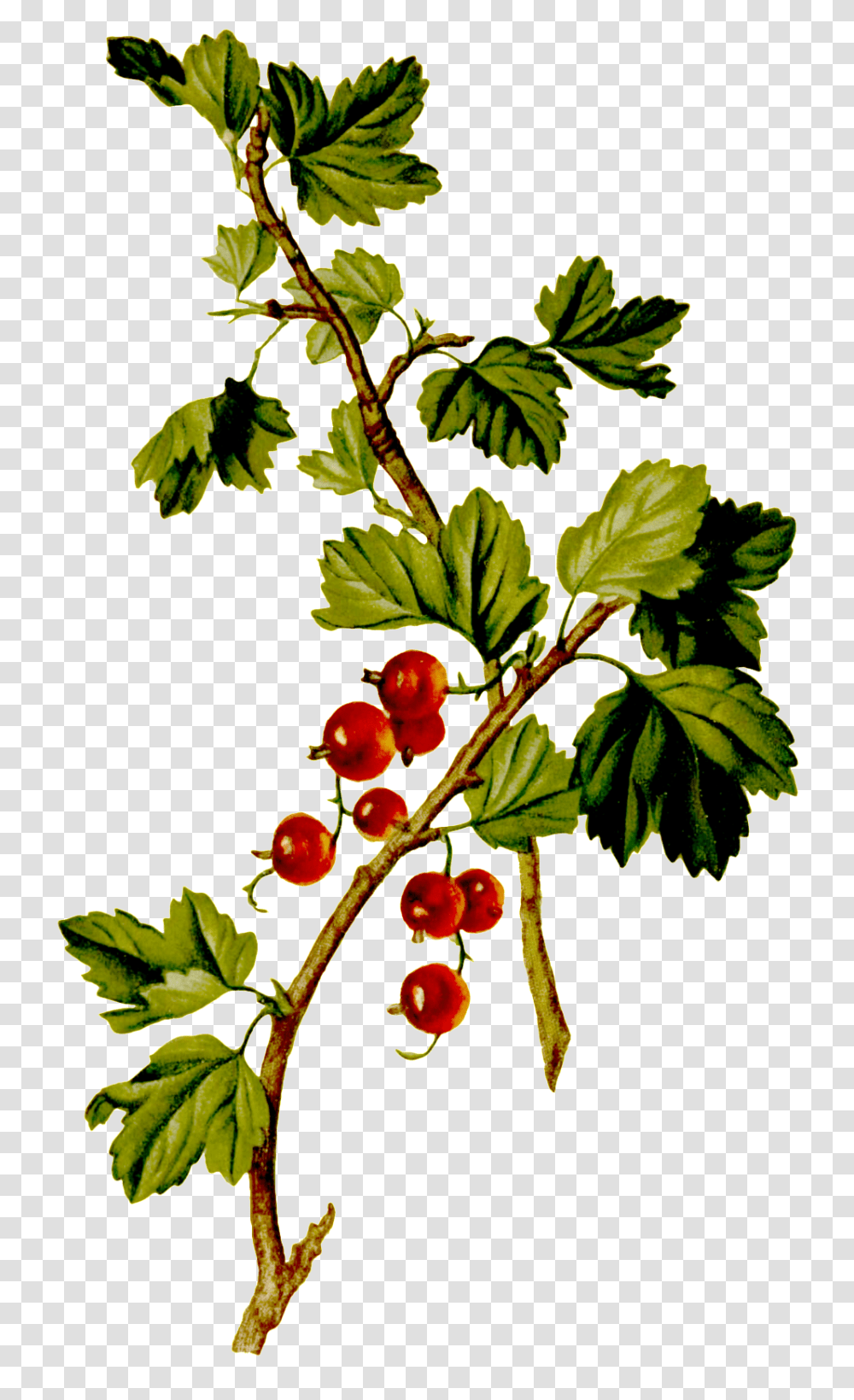 Hand Painted Red Grapes Grown On Trees Seedless Fruit, Plant, Food, Cherry Transparent Png