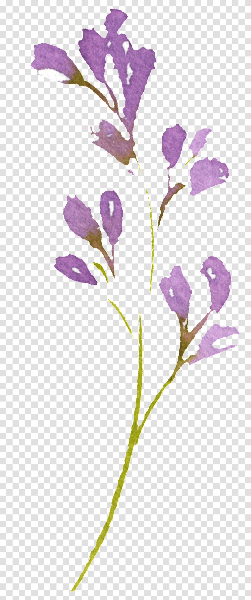 Hand Painted Romantic Purple Flower Snow Crocus, Plant, Blossom, Acanthaceae Transparent Png