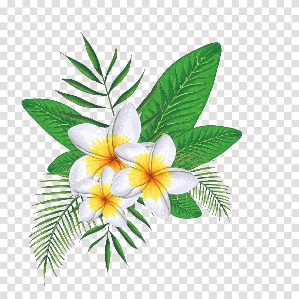 Hand Painted Three Plumeria Free Download, Plant, Flower, Blossom, Lily Transparent Png