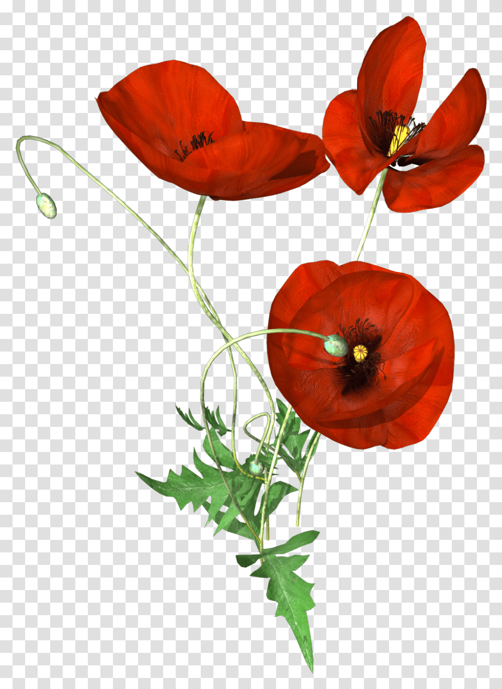 Hand Painted Three Poppies Corn Poppy, Plant, Flower, Blossom, Leaf Transparent Png