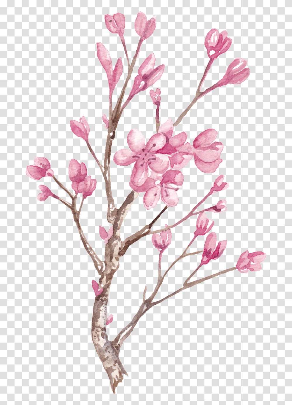 Hand Painted Winter Plum Blossom Branch Free, Plant, Flower, Construction Crane, Plot Transparent Png