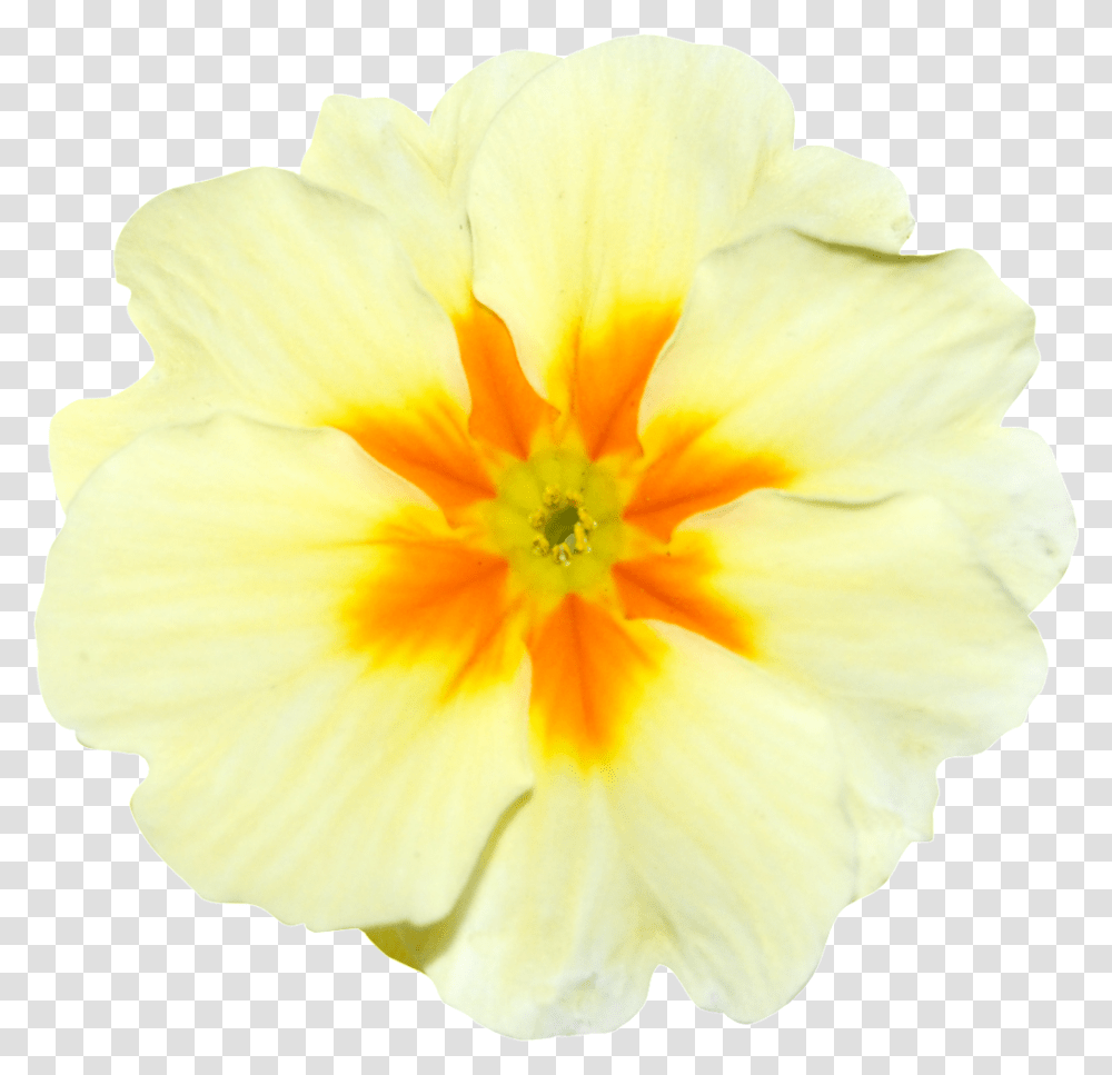 Hand Painted Yellow Onion Flower Free, Plant, Blossom, Petal, Pollen Transparent Png