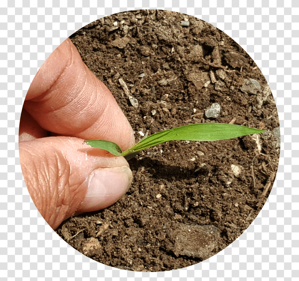 Hand, Soil, Plant, Person, Human Transparent Png