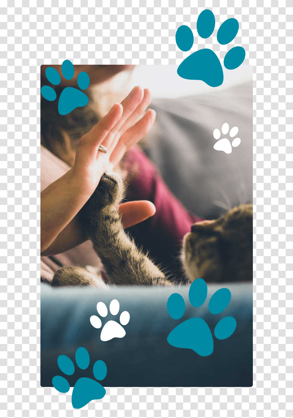 Hand Take Cat, Person, Mammal, Animal, Finger Transparent Png