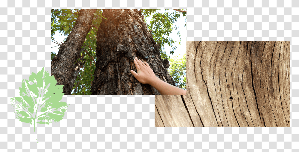 Hand Touching Bark Tree Rings Redwood, Tree Trunk, Plant, Person, Human Transparent Png