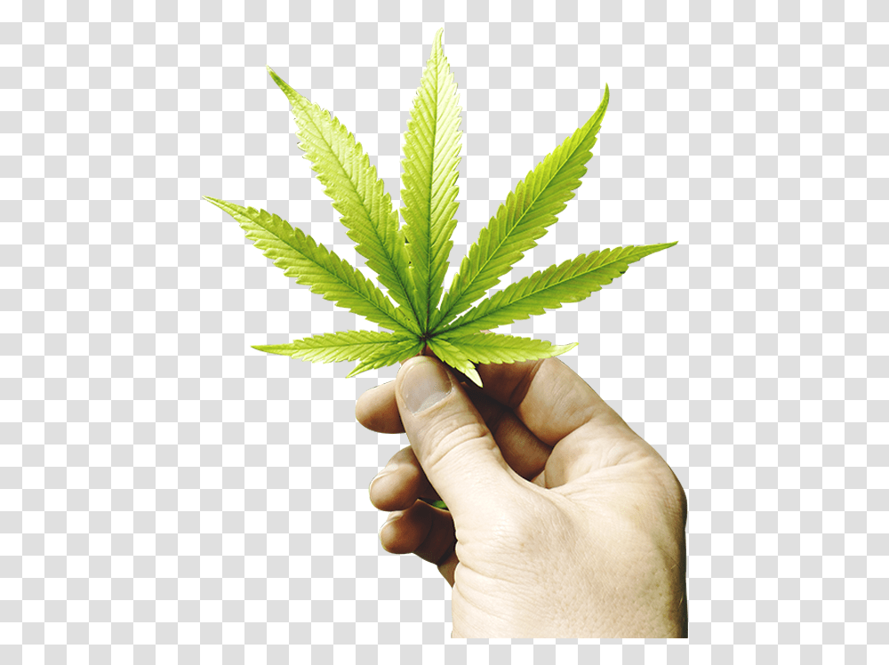 Hand With Cannabis Leaf, Plant, Person, Human, Weed Transparent Png