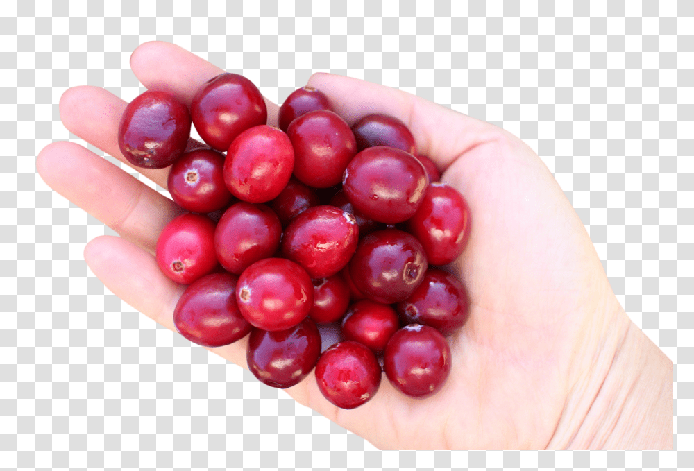 Hand With Cranberries Image, Fruit, Plant, Food, Person Transparent Png