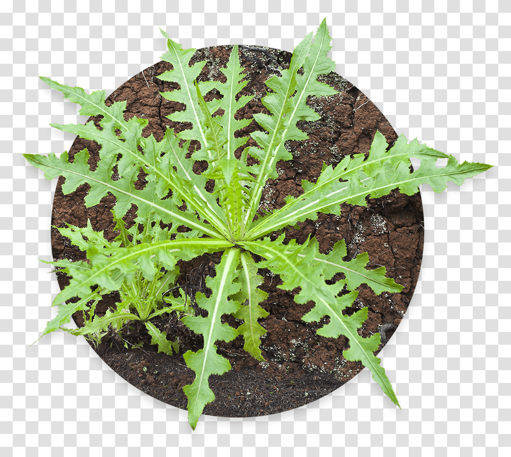 Hand With Grass Seeds Daun Tempuyung, Leaf, Plant, Tabletop, Furniture Transparent Png