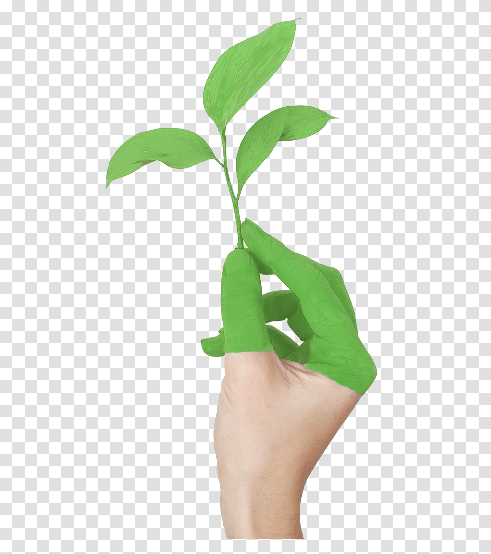 Hand With Leaf Growing From Clean Air Due To Green Politica Ambiental, Plant, Person, Human, Food Transparent Png