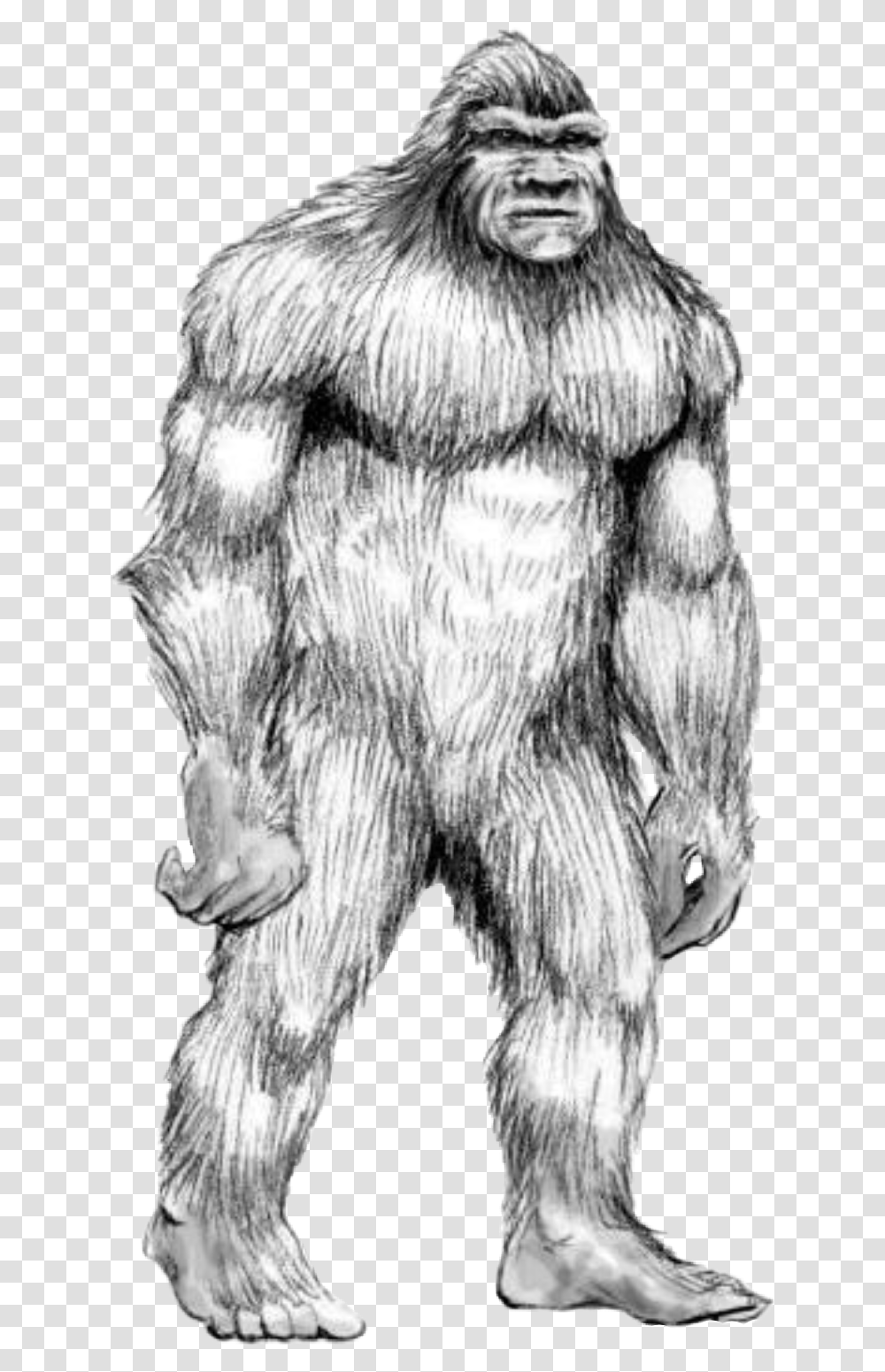Handdrawn Bigfoot Sasquatch Animal Human Hybrids Drawings, Fur, Person, Torso, Art Transparent Png
