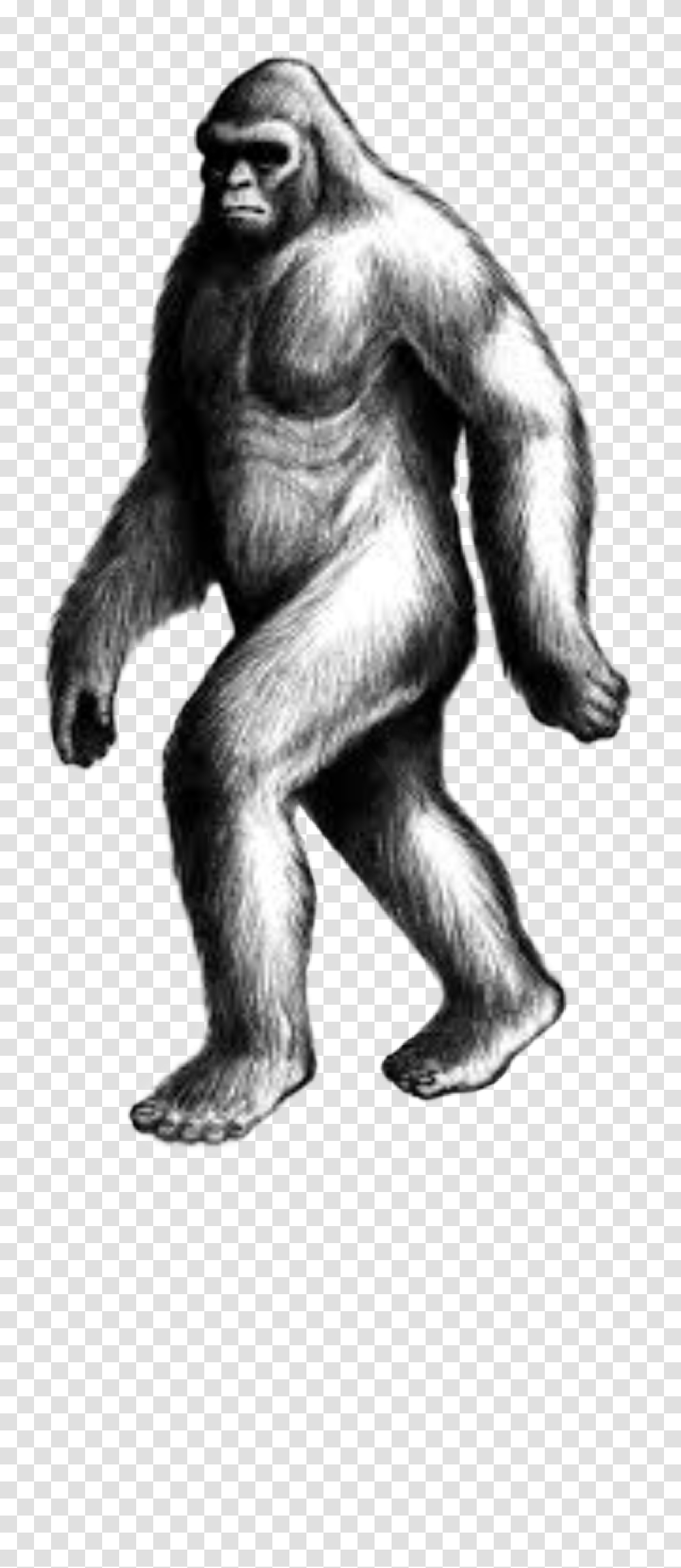 Handdrawn Bigfoot Sasquatch Humananimalhybrid Cryptid Cryptid, Ape, Wildlife, Mammal, Person Transparent Png