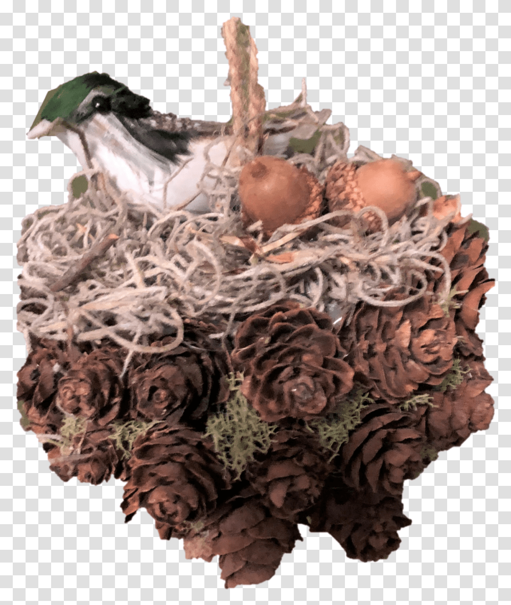Handmade Pine Cone Kissing Ball With Bird's Nest 5 Inches Duck, Fungus, Plant, Floral Design, Pattern Transparent Png