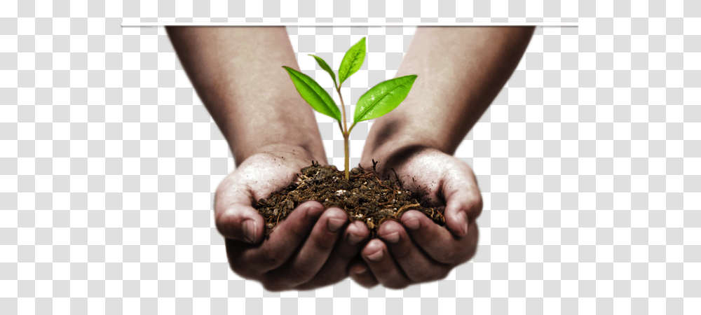 Hands, Person, Human, Planting, Outdoors Transparent Png