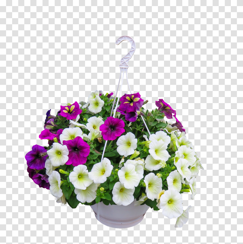 Hanging Basket, Plant, Flower, Blossom, Flower Arrangement Transparent Png
