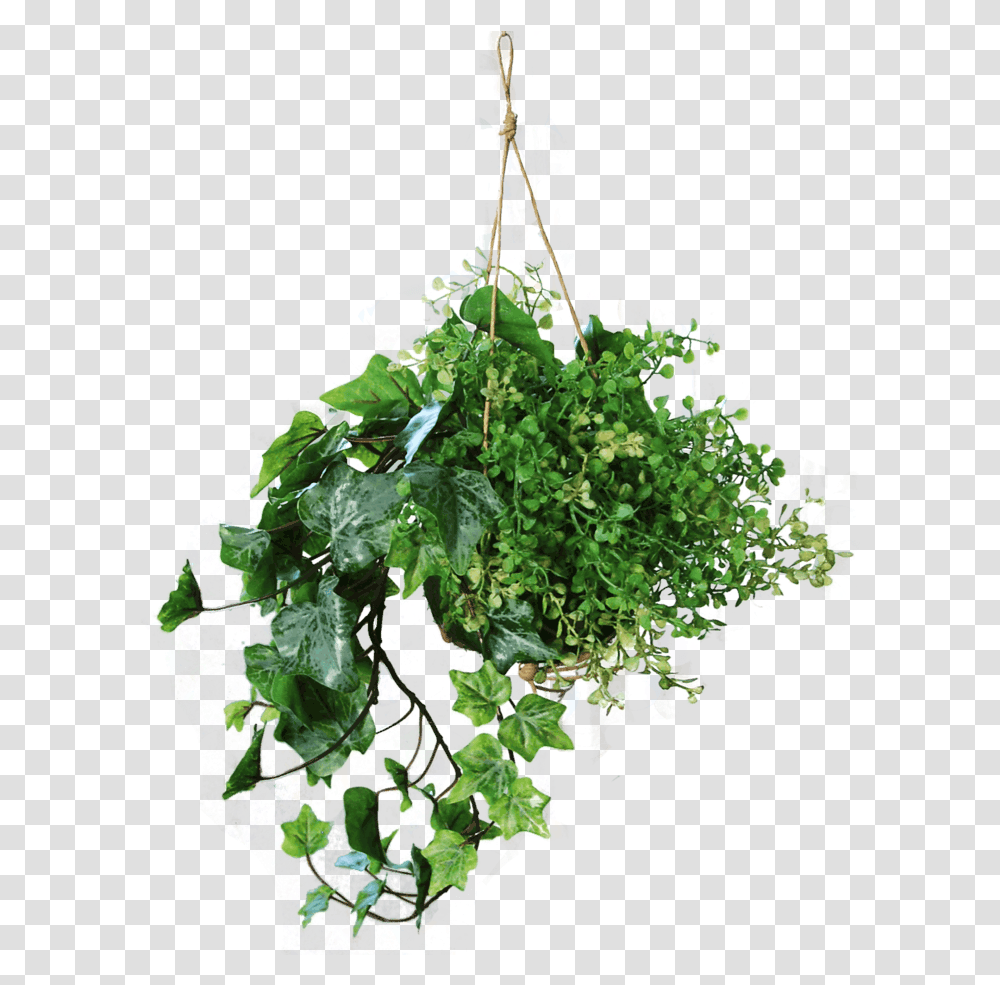 Hanging Basket With Light Frosted Ivy And A Myosotis Bush Green 45 Cm Vertical, Potted Plant, Vase, Jar, Pottery Transparent Png