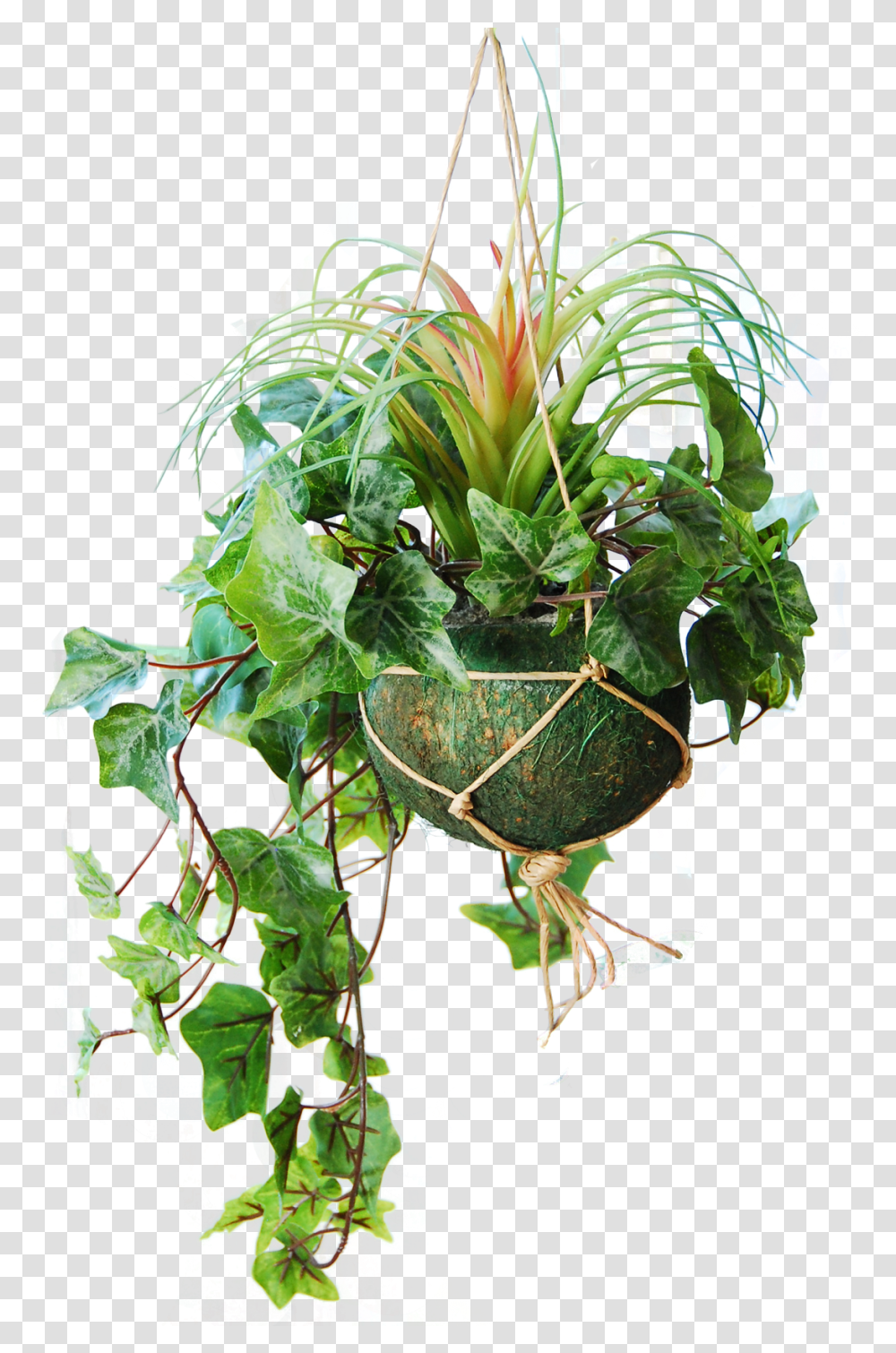 Hanging Basket With Light Frosted Ivy And A Tillandsia Bush Green 45 Cm Grass, Plant, Potted Plant, Vase, Jar Transparent Png