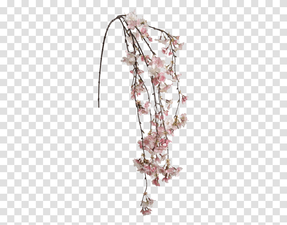 Hanging Cherry Blossom, Plant, Flower, Flower Arrangement, Chandelier Transparent Png