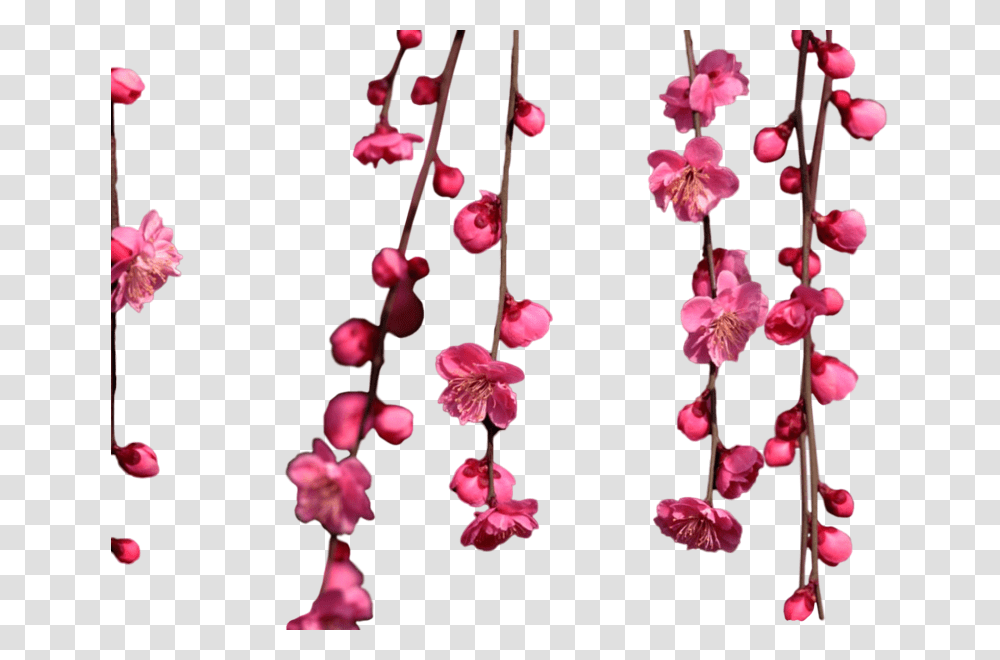 Hanging Cherry Blossom, Plant, Flower, Orchid, Petal Transparent Png