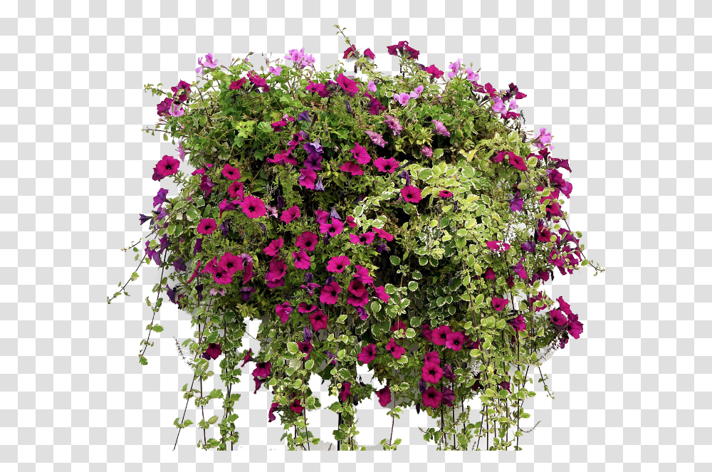 Hanging Flower Basket Hanging Basket Flowers Free, Geranium, Plant, Blossom, Flower Arrangement Transparent Png