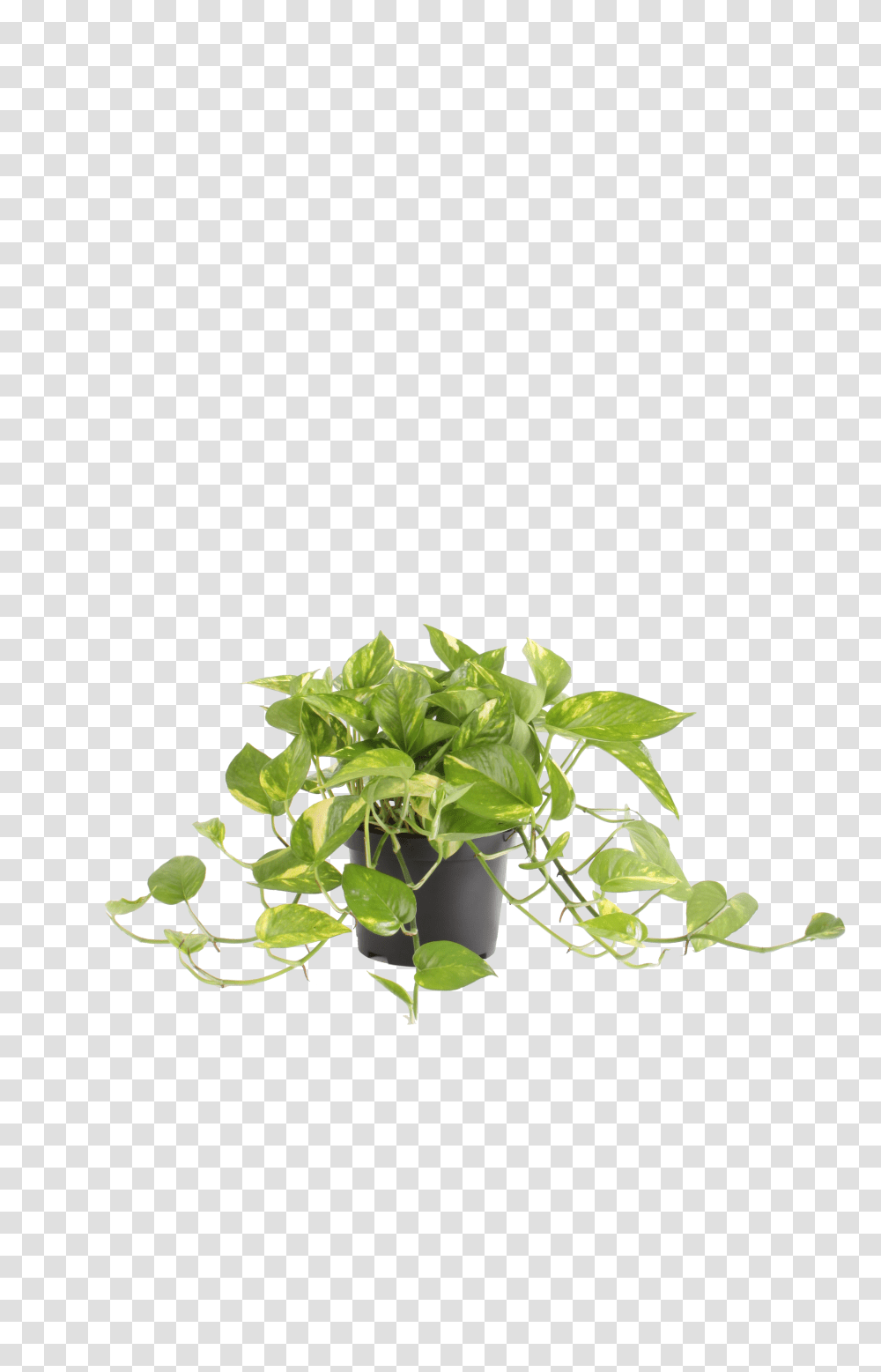 Hanging Ivy Houseplant Transparent Png