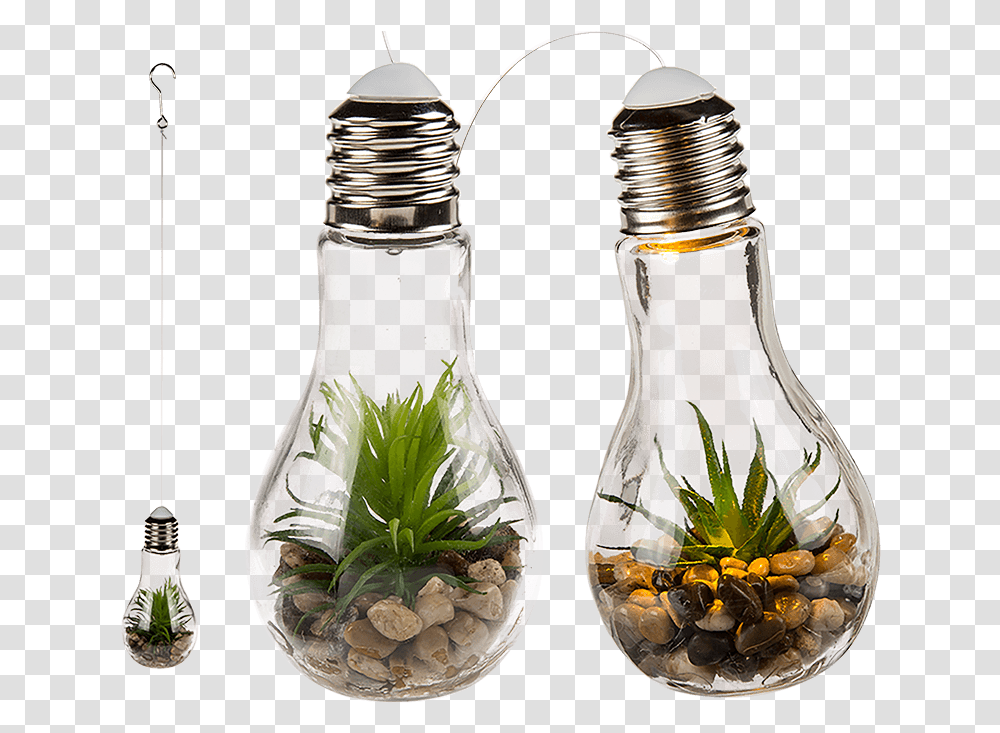 Hanging Light Bulb Succulent In Light Bulb, Plant, Jar, Shaker, Bottle Transparent Png