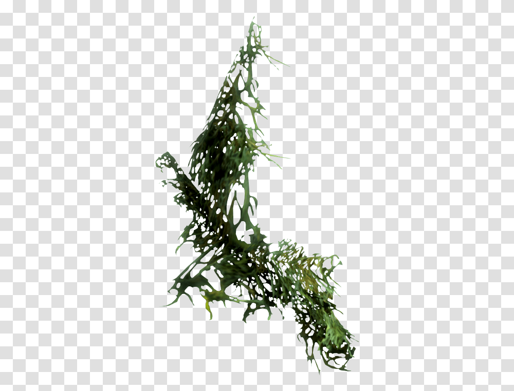 Hanging Moss Image Moss, Plant, Bush, Vegetation, Tree Transparent Png