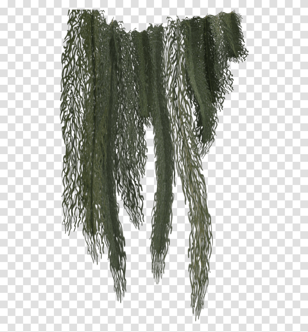 Hanging Moss Jungle Vines, Tree, Plant, Willow, Conifer Transparent Png