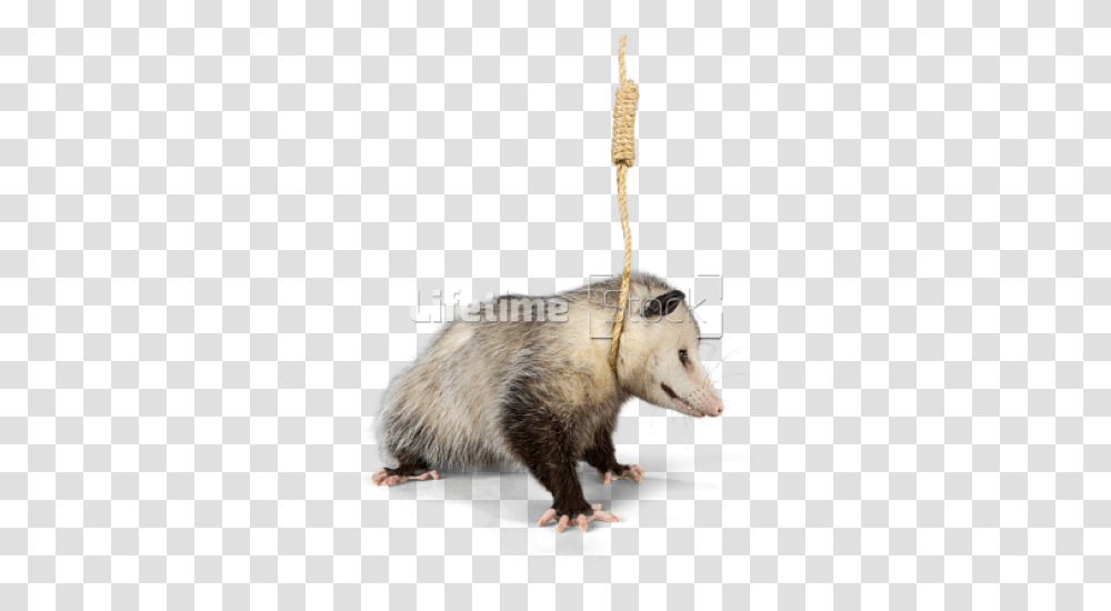 Hanging Noose Around Neck Opossum, Wildlife, Mammal, Animal, Antelope Transparent Png