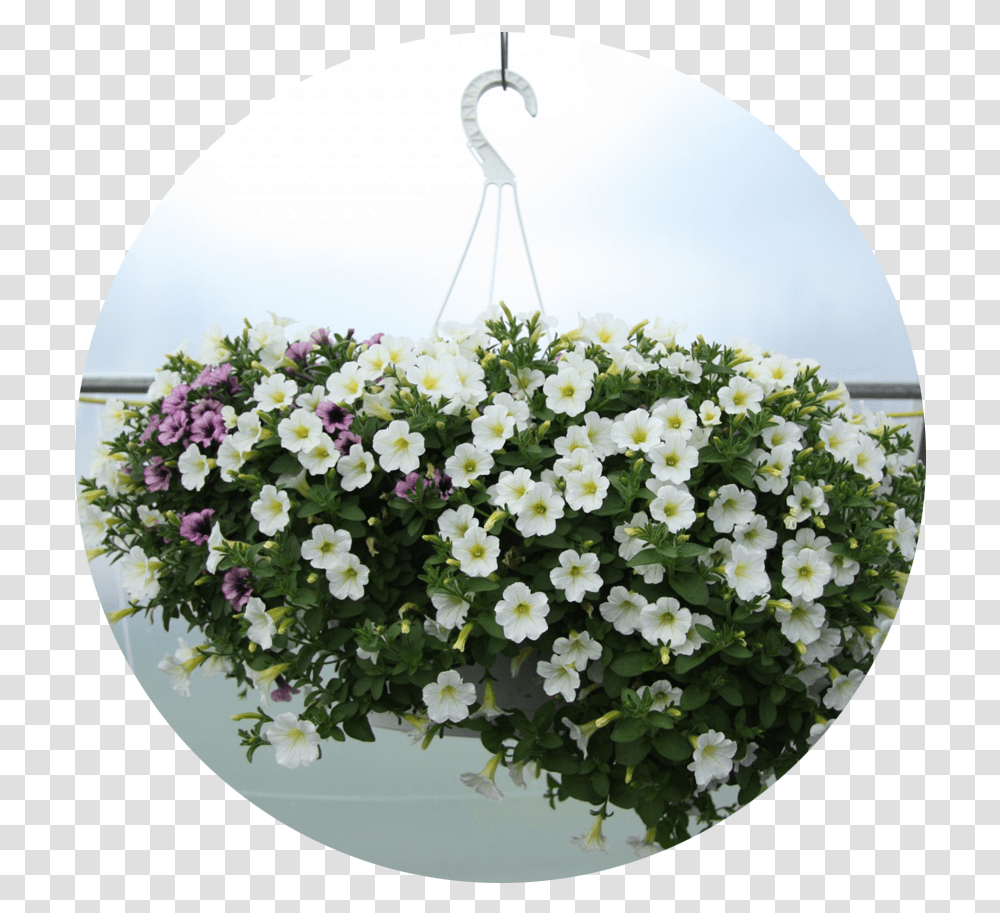 Hanging Plant Artificial Flower, Geranium, Flower Arrangement, Flower Bouquet, Petal Transparent Png