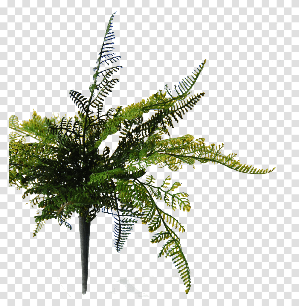 Hanging Plant Fern, Tree, Palm Tree, Ornament, Pattern Transparent Png