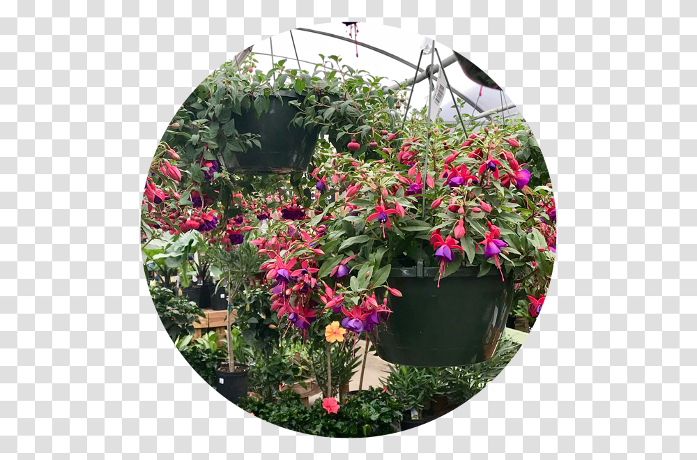 Hanging Plant Fuchsia, Outdoors, Garden, Geranium, Flower Transparent Png