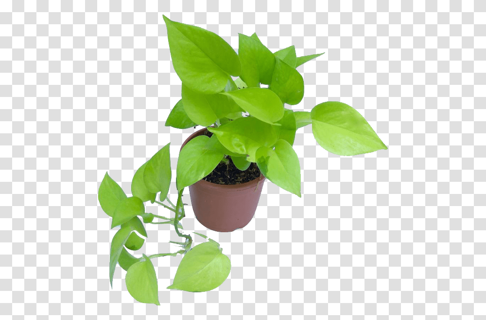 Hanging Plant Money Plant, Leaf, Green, Flower, Blossom Transparent Png