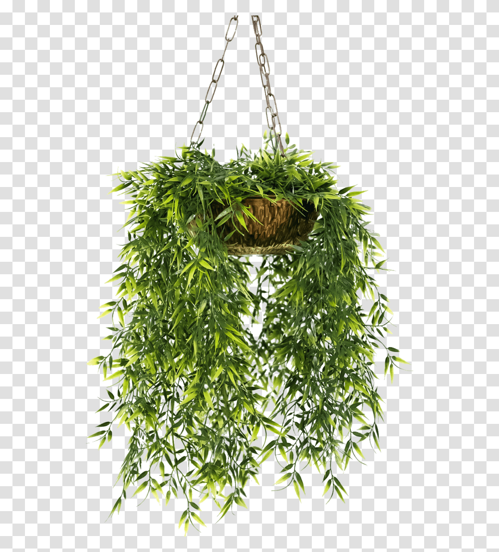 Hanging Plants Hanging Flower Pots, Moss, Leaf, Tree, Jar Transparent Png