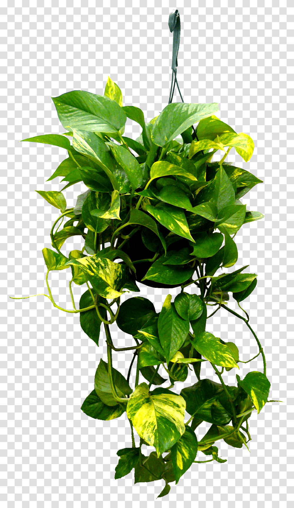 Hanging Plants, Leaf, Flower, Blossom, Acanthaceae Transparent Png